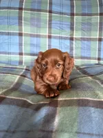 Rusty, a male Miniature Dachshund for sale in Hudson, NC – 1 of 3