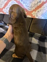 Roxie, a female Miniature Dachshund for sale in Hudson, NC – 2 of 4