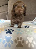 Buster, a male Miniature Dachshund for sale in Hudson, NC – 2 of 3