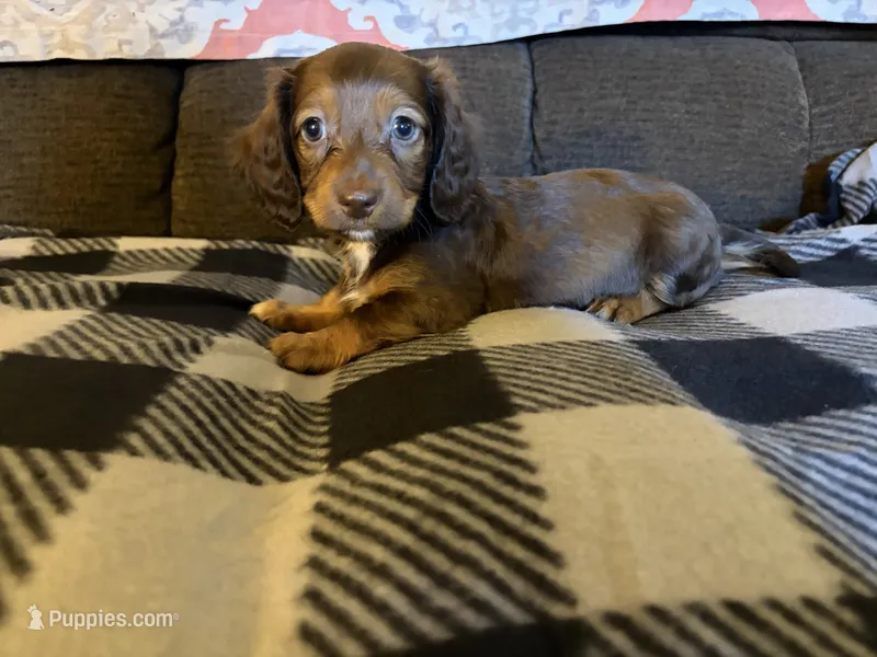 Roxie – Miniature Dachshund puppy for sale in Hudson, NC