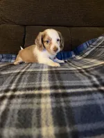 Sheldon, a male Miniature Dachshund for sale in Hudson, NC – 3 of 5