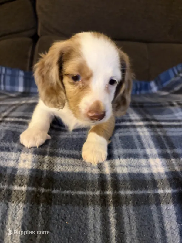 Sheldon – Miniature Dachshund puppy for sale in Hudson, NC