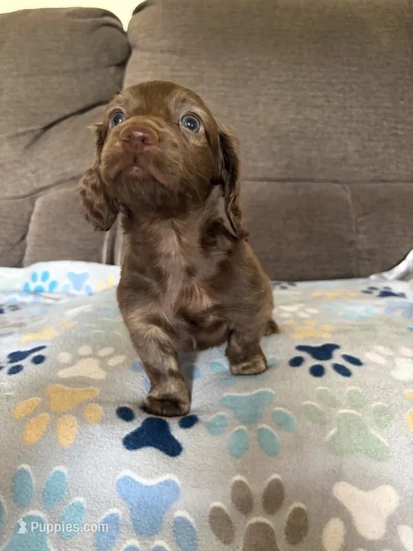 Buster – Miniature Dachshund puppy for sale in Hudson, NC
