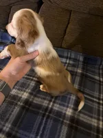 Sheldon, a male Miniature Dachshund for sale in Hudson, NC – 4 of 5