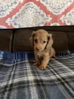 Tiny Tim, a male Miniature Dachshund for sale in Hudson, NC – 5 of 5