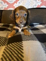 Roxie, a female Miniature Dachshund for sale in Hudson, NC – 3 of 4