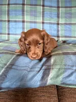 Rusty, a male Miniature Dachshund for sale in Hudson, NC – 3 of 3