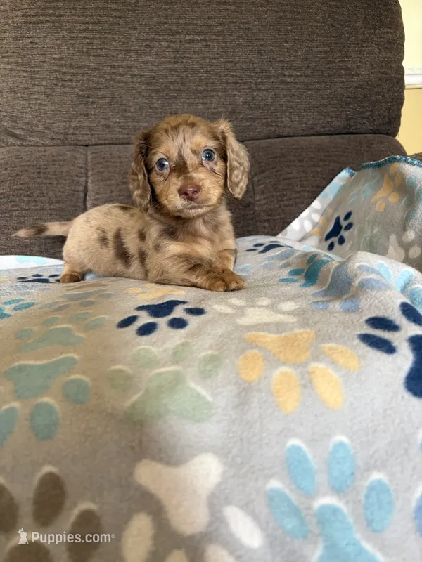 Chuck – Miniature Dachshund puppy for sale in Hudson, NC