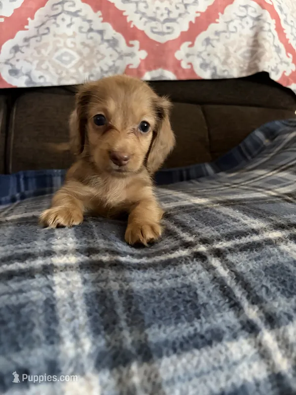 Tiny Tim – Miniature Dachshund puppy for sale in Hudson, NC