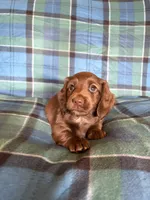 Rusty, a male Miniature Dachshund for sale in Hudson, NC – 2 of 3
