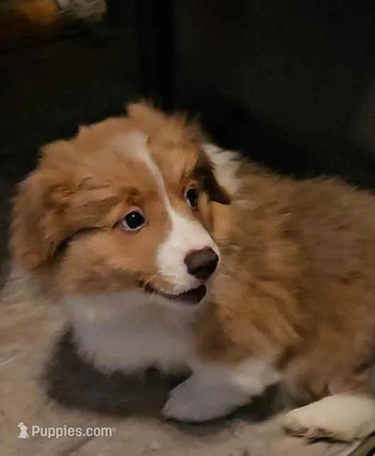 Gabe – Pembroke Welsh Corgi puppy for sale in Richland, NY