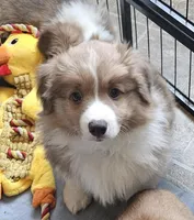 Gabe, a male Pembroke Welsh Corgi for sale in Richland, NY – Photo 2 of 3