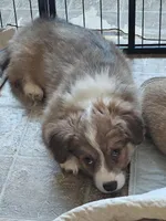 Ben, a male Pembroke Welsh Corgi for sale in Richland, NY – Photo 3 of 4