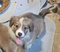 Ben, a male Pembroke Welsh Corgi for sale in Richland, NY – Photo 2 of 4