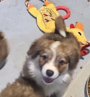 Ben, a male Pembroke Welsh Corgi for sale in Richland, NY – Photo 1 of 4