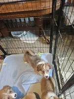 Ben, a male Pembroke Welsh Corgi for sale in Richland, NY – Photo 4 of 4