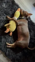 Tytus , a male Chihuahua for sale in Green Cove Springs, FL – 4 of 10