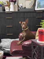 Tytus , a male Chihuahua for sale in Green Cove Springs, FL – 7 of 10