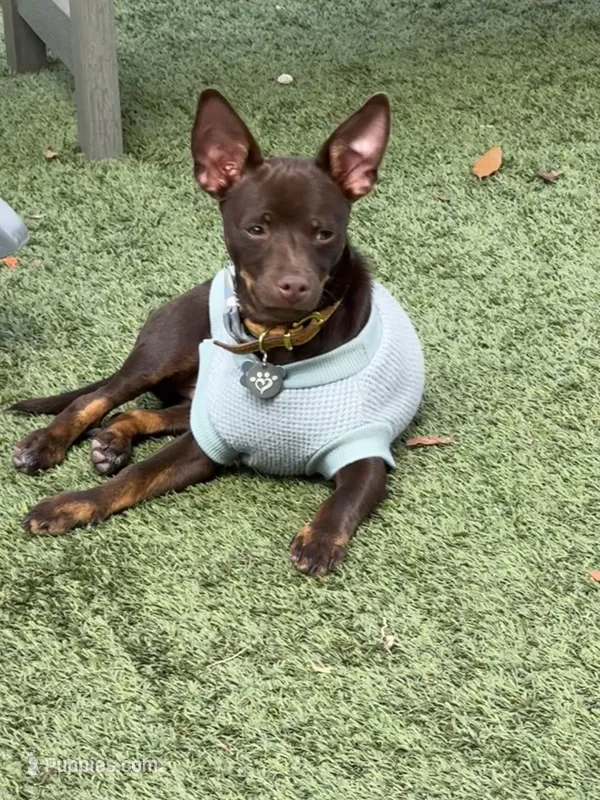 Tytus  – Chihuahua puppy for sale in Green Cove Springs, FL