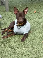 Tytus , a male Chihuahua for sale in Green Cove Springs, FL – 1 of 10