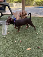Tytus , a male Chihuahua for sale in Green Cove Springs, FL – 9 of 10