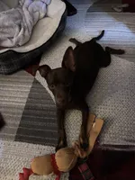 Tytus , a male Chihuahua for sale in Green Cove Springs, FL – 8 of 10
