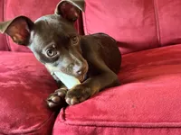 Tytus , a male Chihuahua for sale in Green Cove Springs, FL – 2 of 10