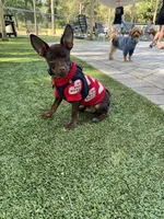 Tytus , a male Chihuahua for sale in Green Cove Springs, FL – 10 of 10