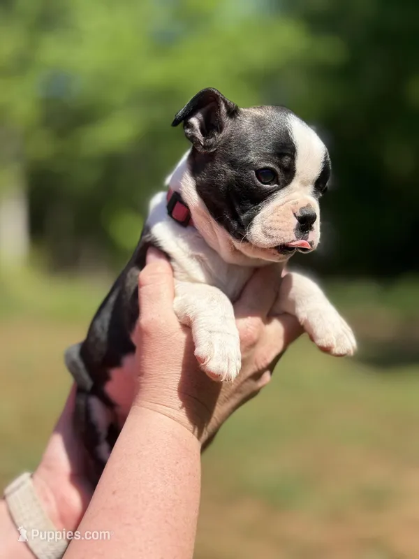 Pink  – Boston Terrier puppy for sale in Eatonton, GA