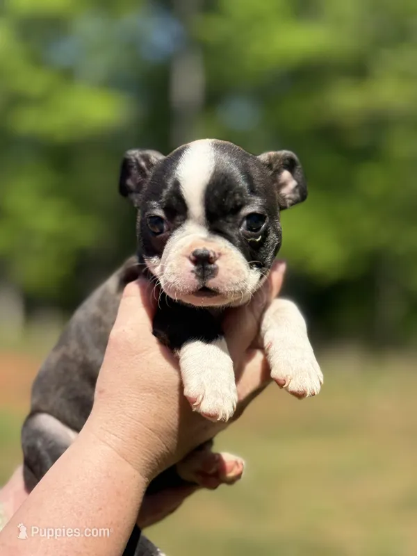 Red – Boston Terrier puppy for sale in Eatonton, GA