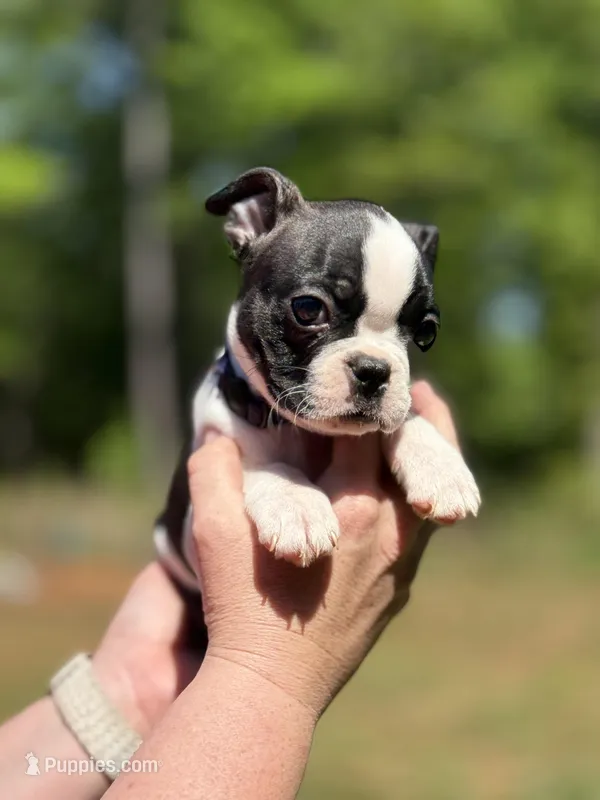Purple – Boston Terrier puppy for sale in Eatonton, GA