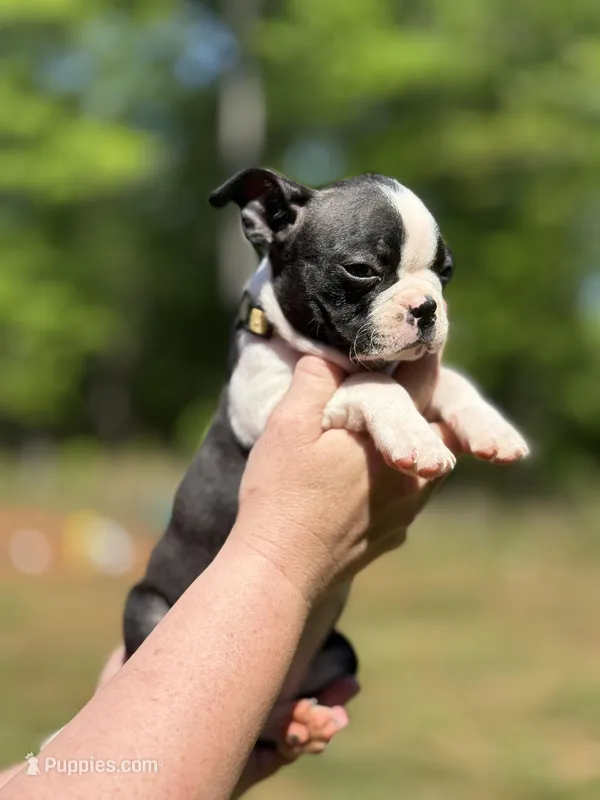 Yellow – Boston Terrier puppy for sale in Eatonton, GA