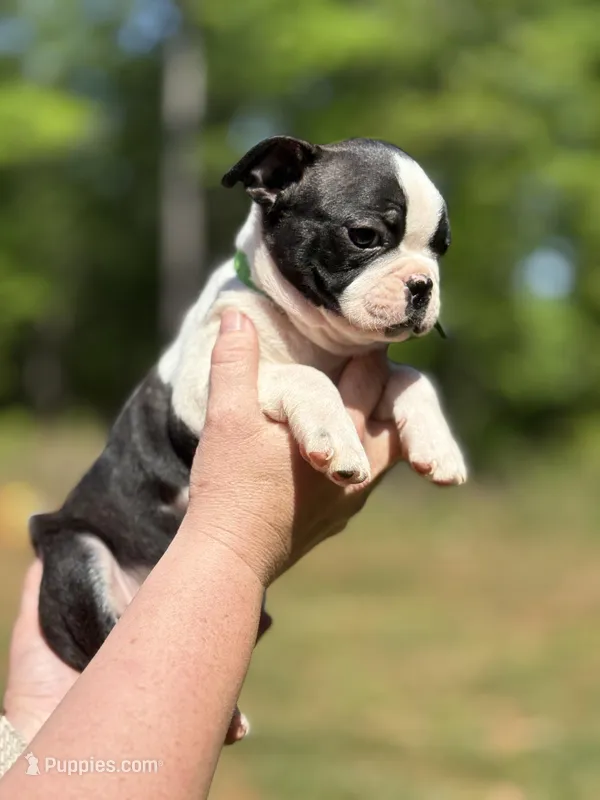 Green – Boston Terrier puppy for sale in Eatonton, GA