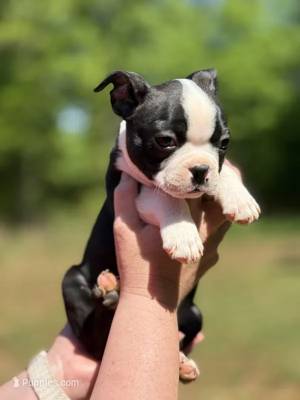 Blue – Boston Terrier puppy for sale in Eatonton, GA