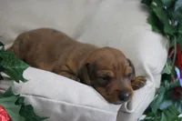 Rain, a female Miniature Dachshund for sale in Canton, TX – Photo 8 of 10