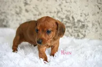 Rain, a female Miniature Dachshund for sale in Canton, TX – Photo 4 of 10