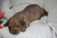 Rain, a female Miniature Dachshund for sale in Canton, TX – Photo 9 of 10