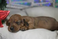 Rain, a female Miniature Dachshund for sale in Canton, TX – Photo 10 of 10