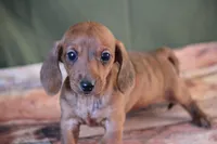 Rain, a female Miniature Dachshund for sale in Canton, TX – Photo 1 of 10