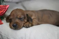 Rain, a female Miniature Dachshund for sale in Canton, TX – Photo 7 of 10