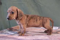 Rain, a female Miniature Dachshund for sale in Canton, TX – Photo 2 of 10