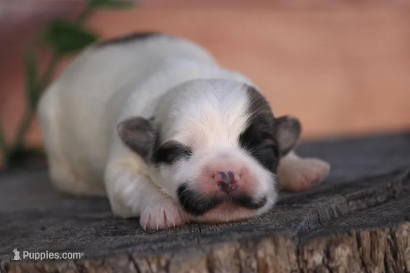 Sterling  – Havanese puppy for sale in Canton, TX