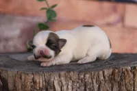 Sterling , a male Havanese for sale in Canton, TX – Photo 2 of 2