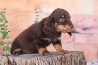 Tera, a female Miniature Dachshund for sale in Canton, TX – Photo 2 of 8