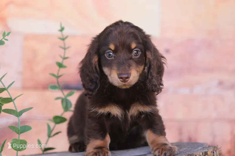 Tera – Miniature Dachshund puppy for sale in Canton, TX