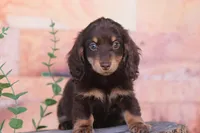Tera, a female Miniature Dachshund for sale in Canton, TX – Photo 1 of 8