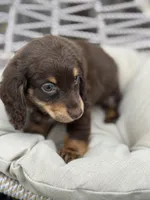 Tera, a female Miniature Dachshund for sale in Canton, TX – Photo 6 of 8