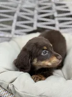 Tera, a female Miniature Dachshund for sale in Canton, TX – Photo 5 of 8