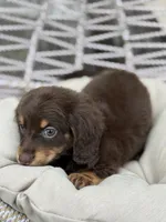 Tera, a female Miniature Dachshund for sale in Canton, TX – Photo 4 of 8