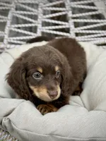Tera, a female Miniature Dachshund for sale in Canton, TX – Photo 8 of 8